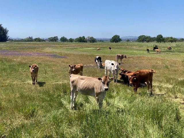 Wetland habitat survey in Northern California