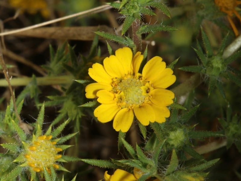Field biologist conducting species monitoring